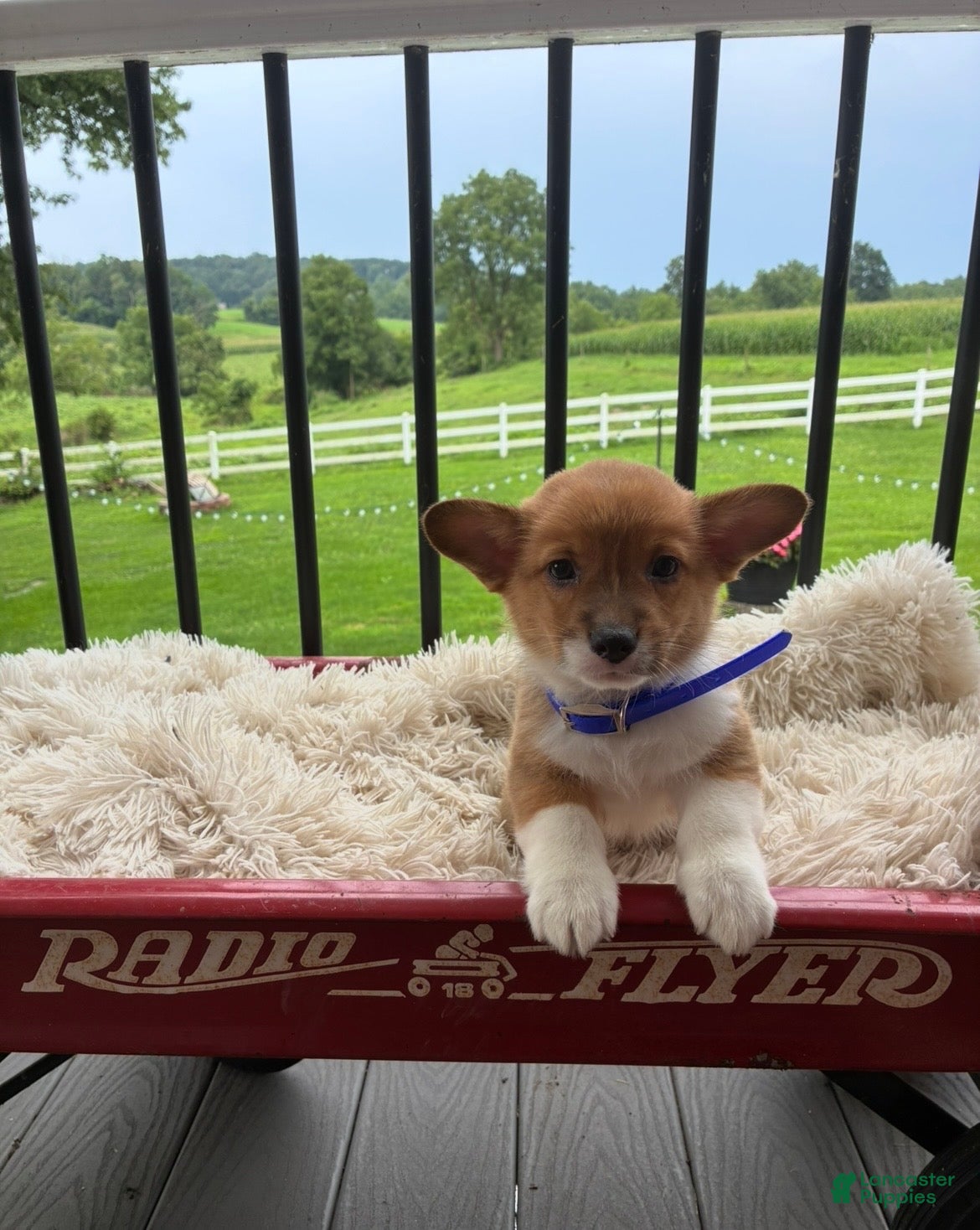 Welsh Corgi Pembroke dogs Beau - Ad 1