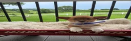 Welsh Corgi Pembroke dogs for sale: Beau - Ad 1