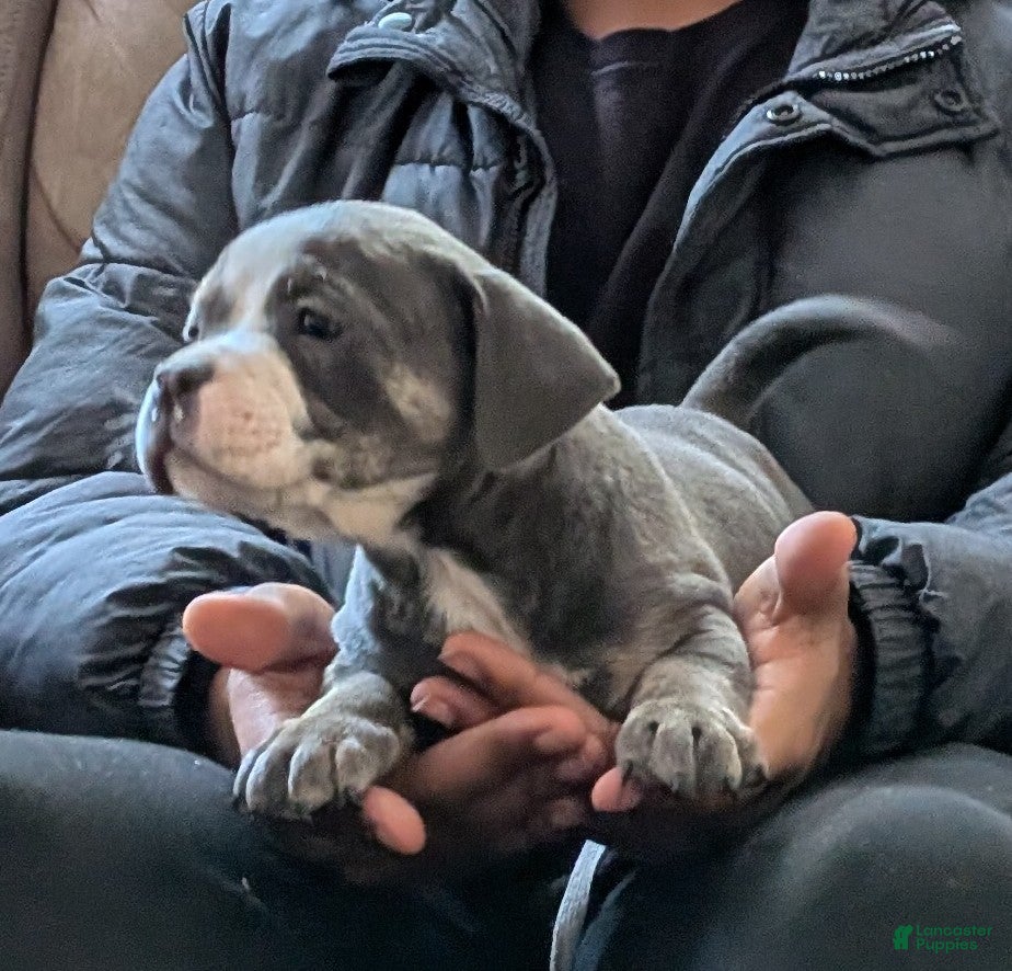 American Bully dogs American Bully Puppy 4 - Ad 1