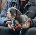 American Bully Puppy 4