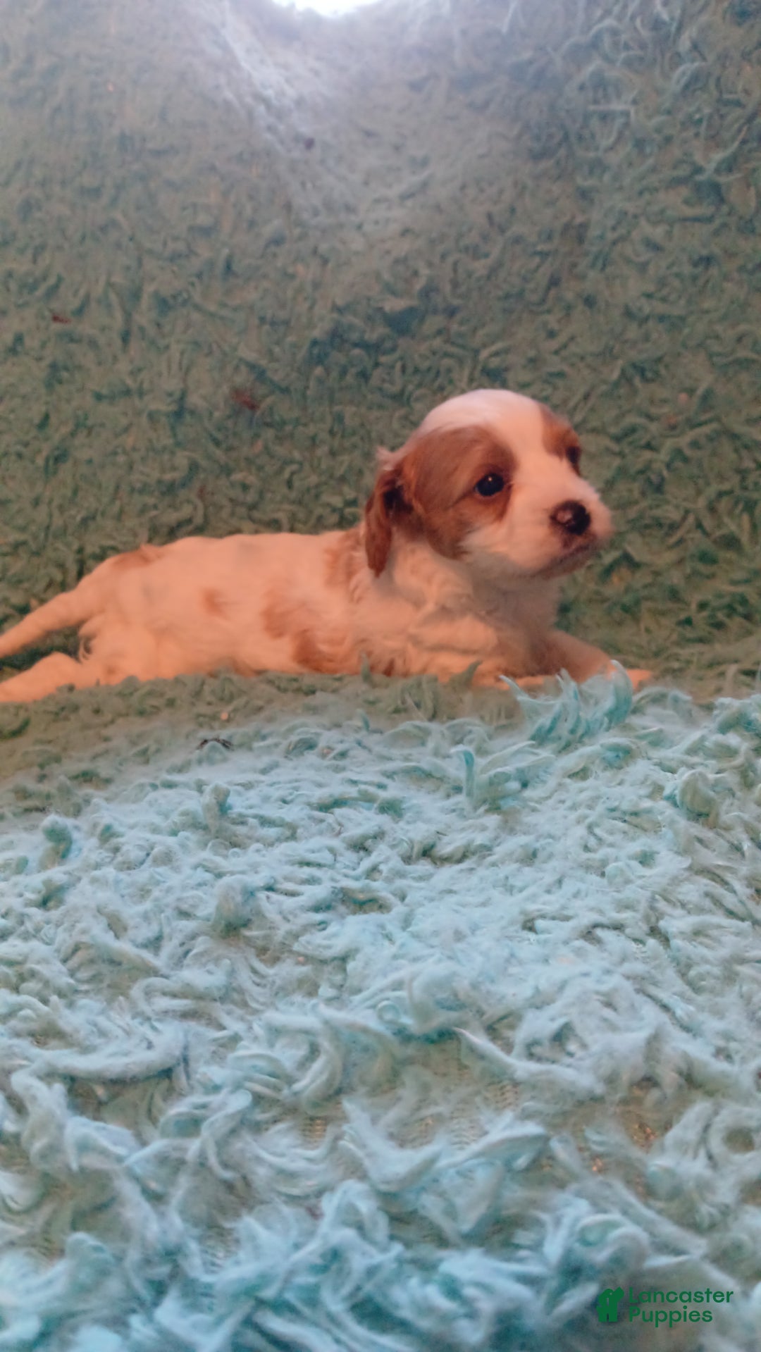 Cavapoo dogs for sale: Teddy Jr.  - Ad 9