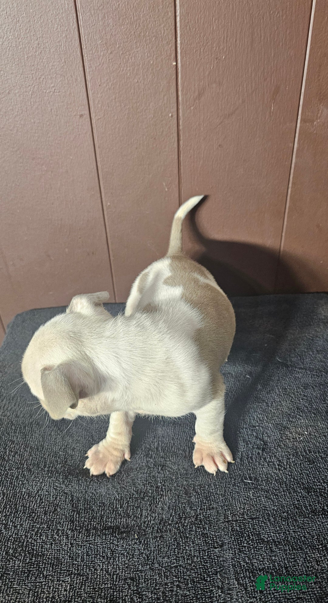 American Bully dogs for sale: Pip - Lilac Pied - Ad 3