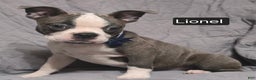 Boston Terrier dogs for sale: Lionel - Ad 4