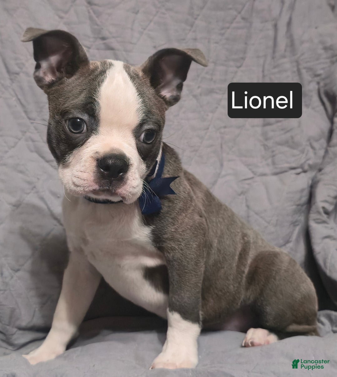 Boston Terrier dogs for sale: Lionel - Ad 4