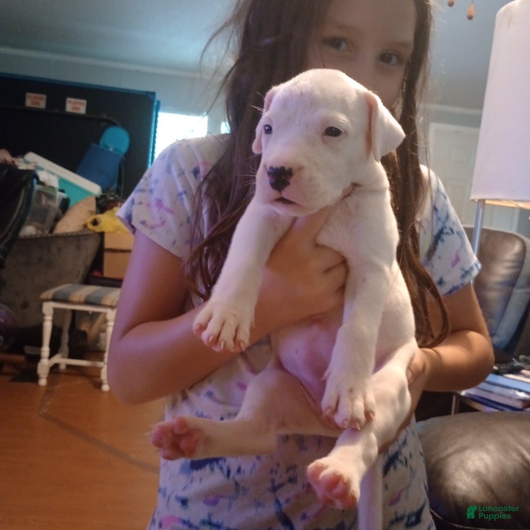 Dogo Argentino dogs for sale: Dogo Argentino Puppy 2 - Ad 3