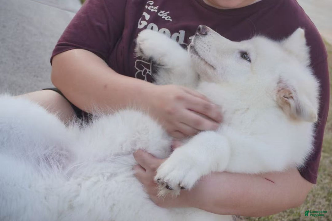 Alaskan Malamute dogs for sale: Xi Xi - Ad 27