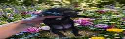 Shihpoo dogs for sale: Sadie - Ad 4