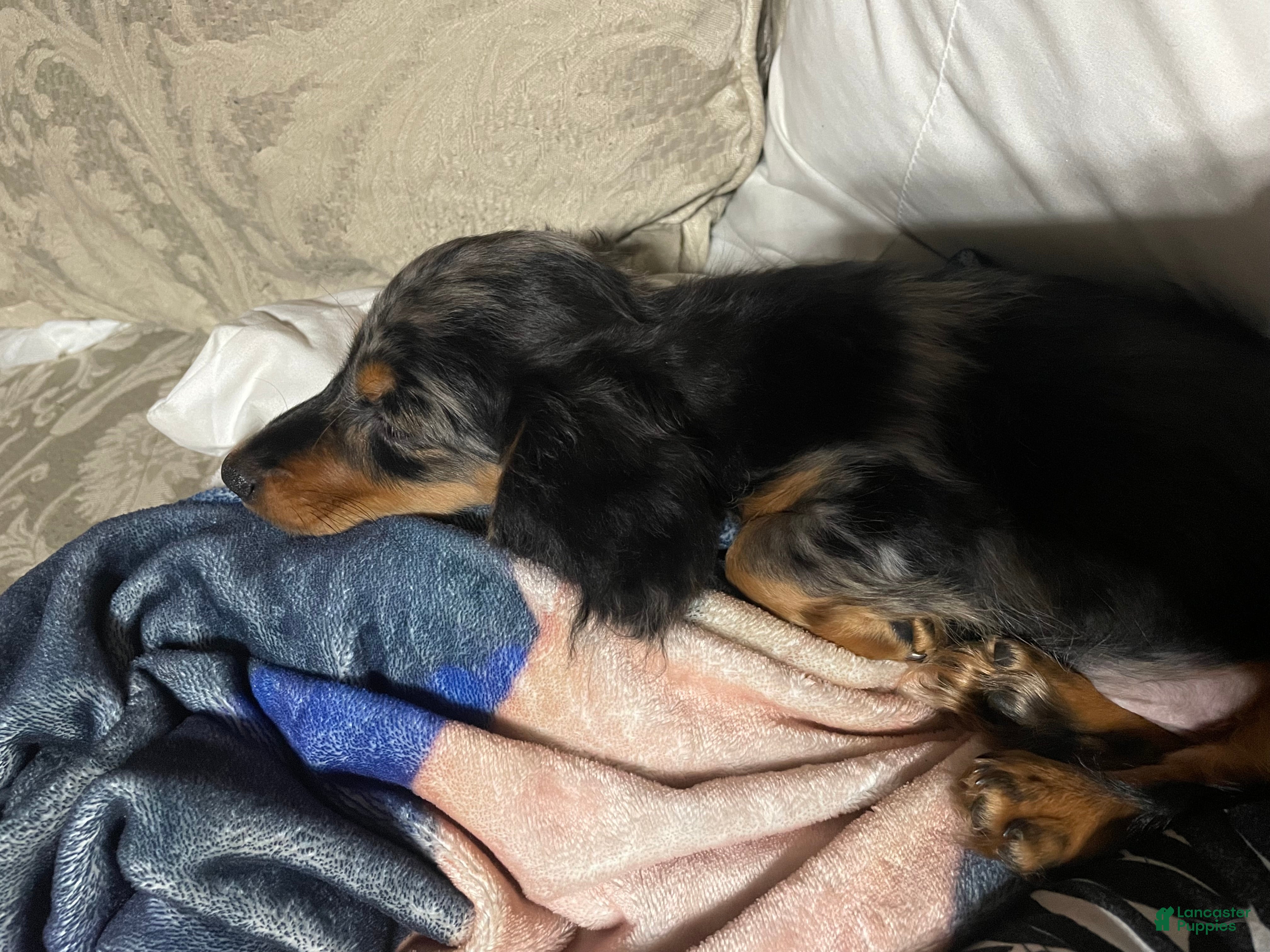 Miniature Dachshund dogs Jack-jack/theodore - Ad 17