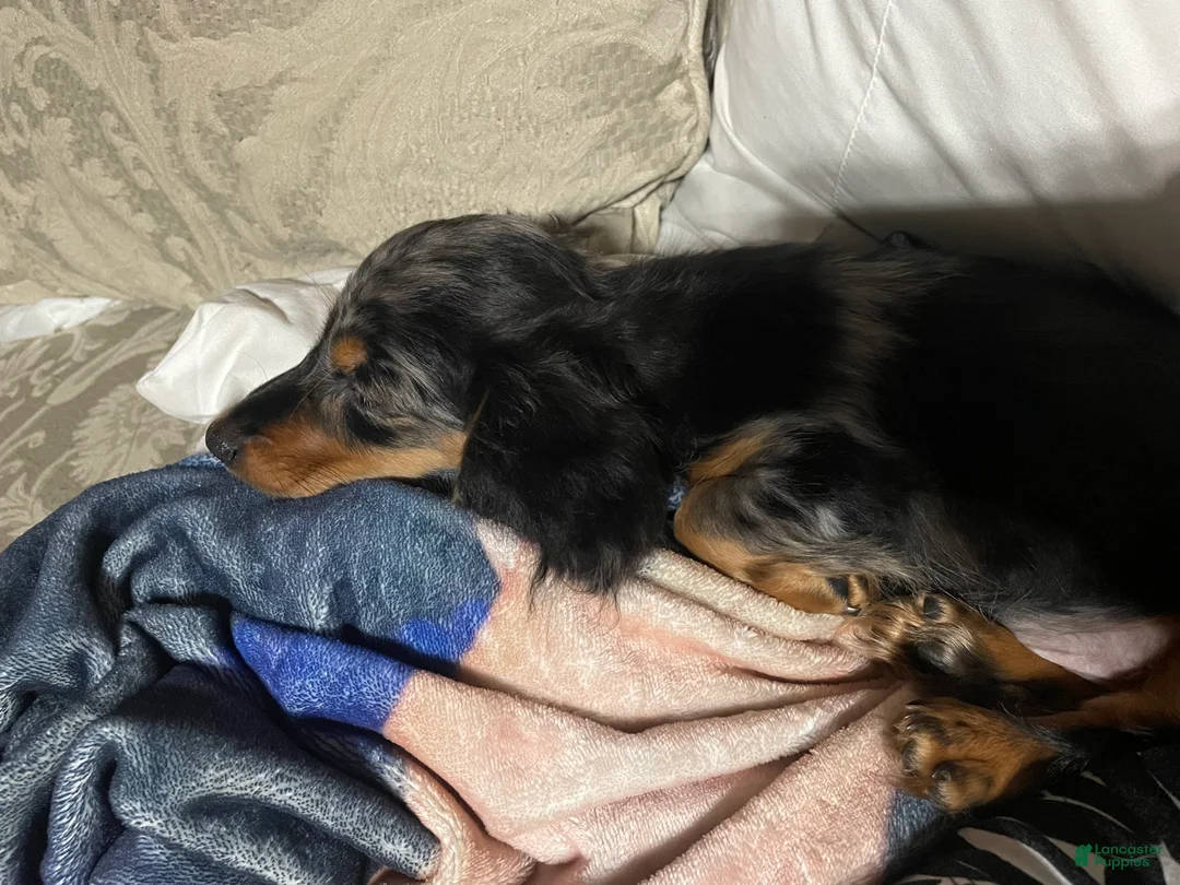 Miniature Dachshund dogs for sale: Jack-jack/theodore - Ad 1