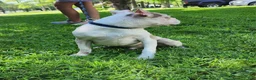 Boston Terrier dogs for sale: Zephyr  - Ad 6