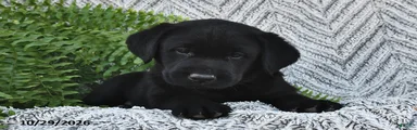 Tilly 