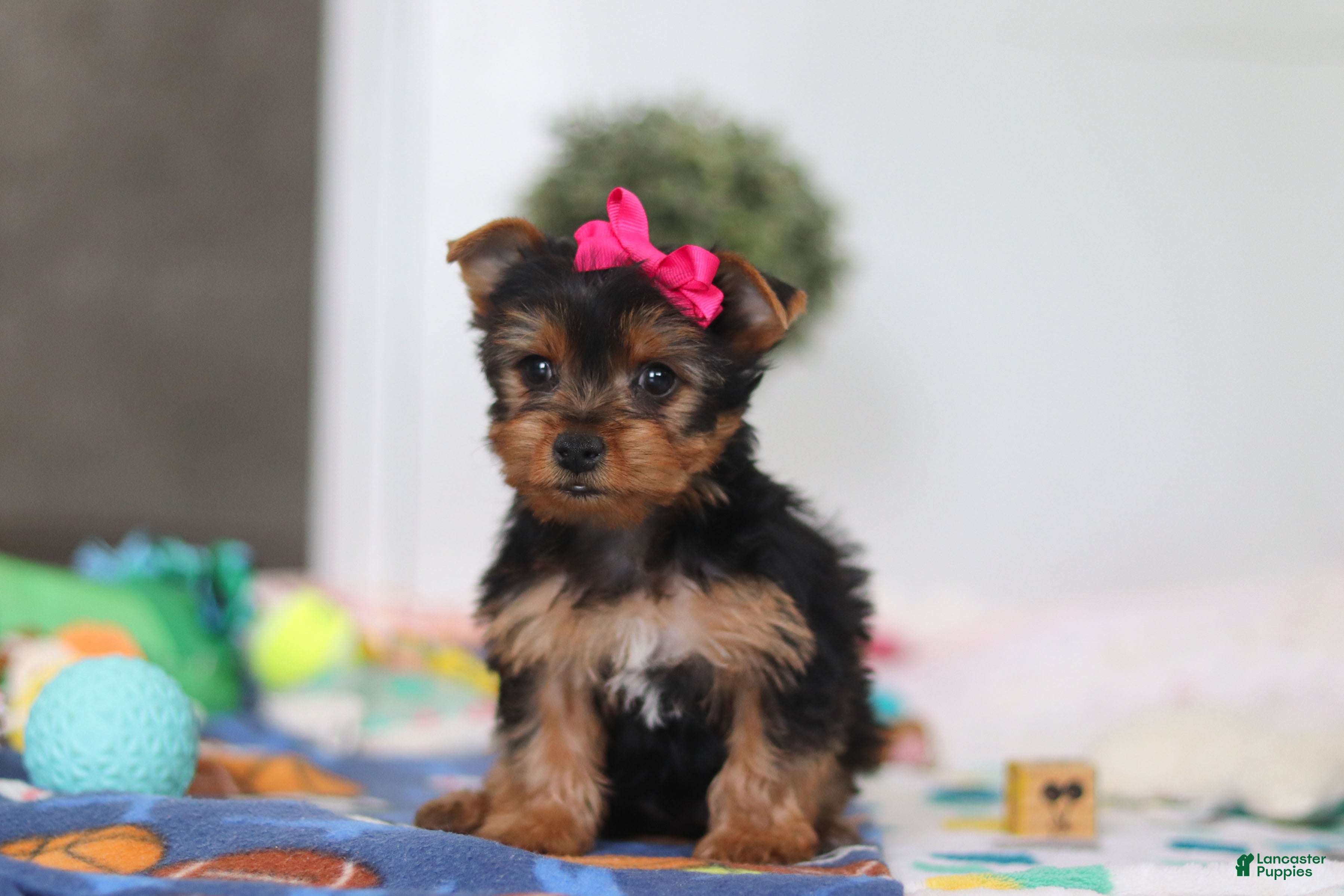 Yorkshire Terrier dogs Hazel - Ad 1