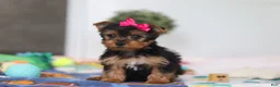 Yorkshire Terrier dogs for sale: Hazel - Ad 1