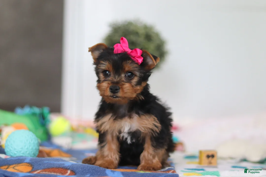 Yorkshire Terrier dogs for sale: Hazel - Ad 1