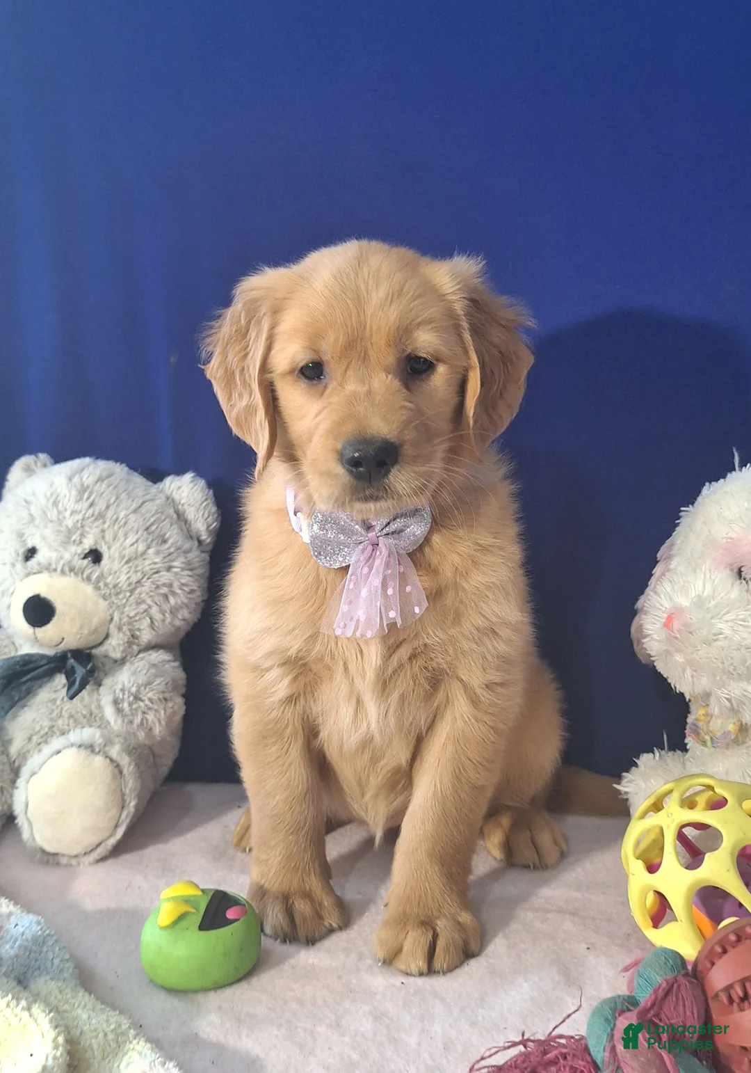 Golden Retriever dogs for sale: Ariana - Ad 3