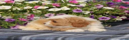 Cavapoo dogs for sale: BJ's Wanda - Ad 4