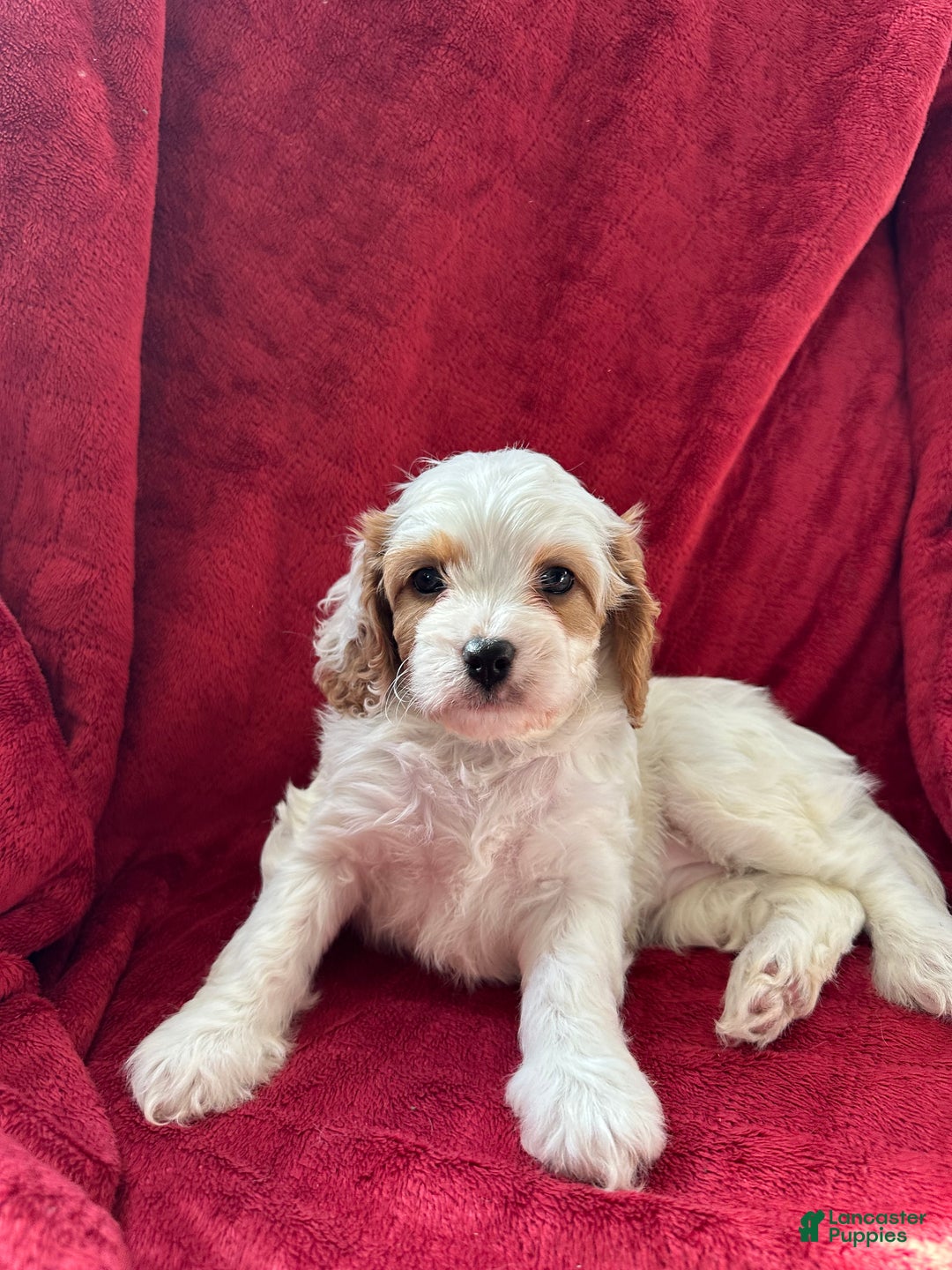 Cavapoo dogs for sale: Penelope - Ad 3