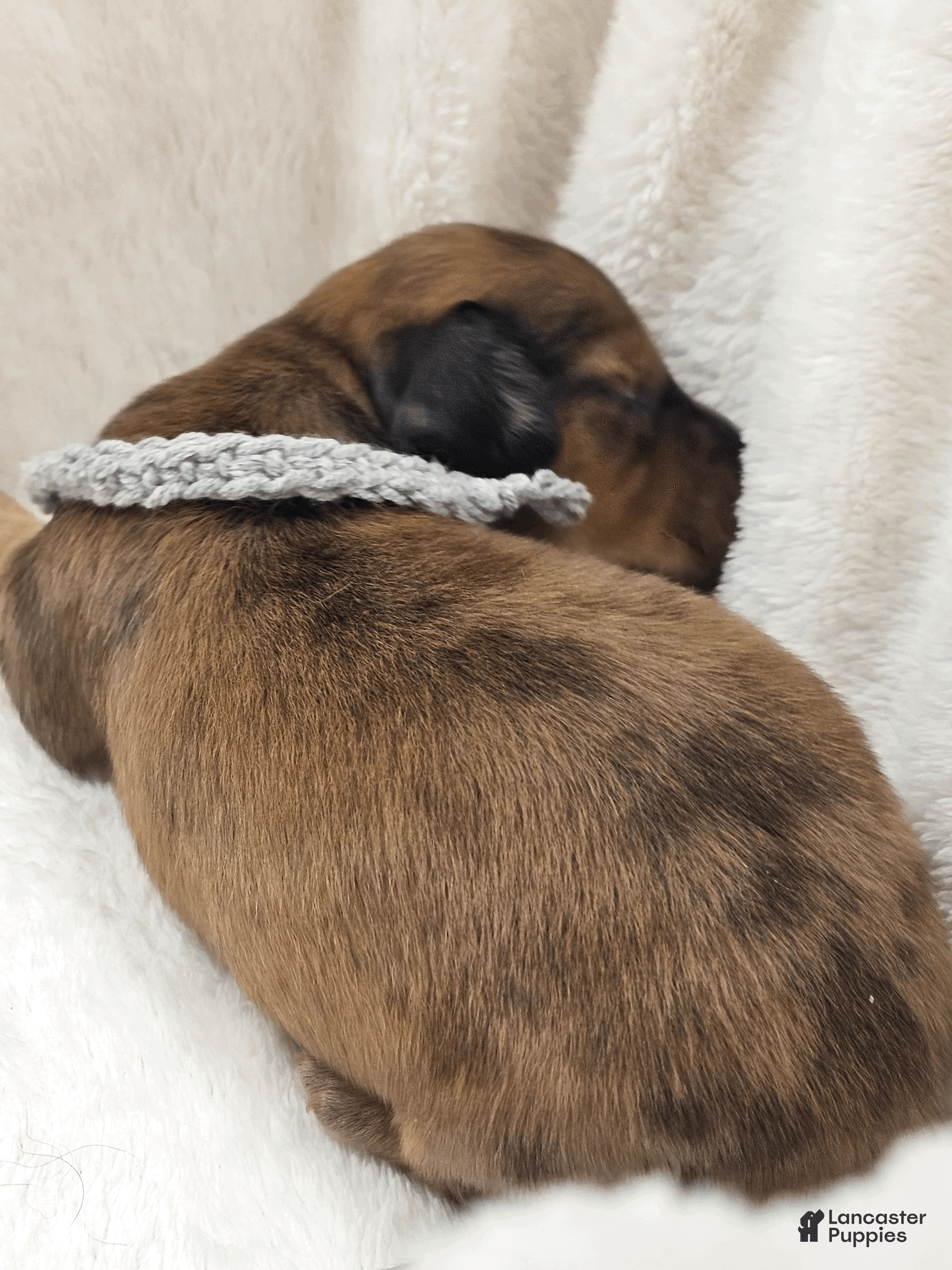 Miniature Dachshund dogs Shell - Ad 5