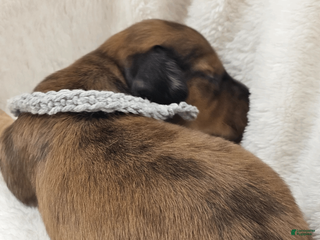 Miniature Dachshund dogs Shell - Ad 6