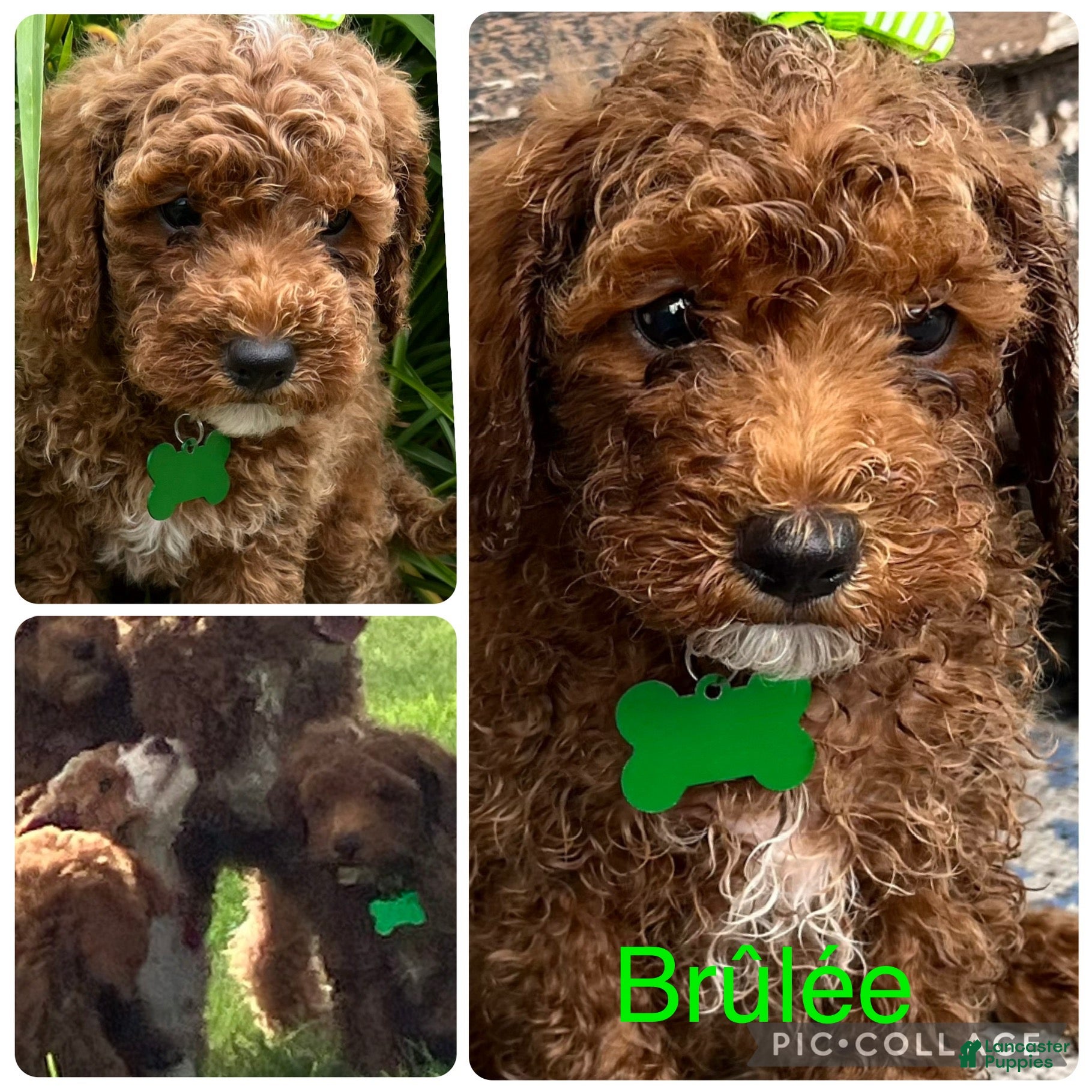Miniature Poodle dogs Brelee - Ad 2