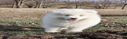 Samoyed dogs for sale: Sparki  - Ad 10