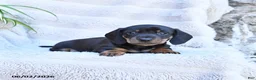 Miniature Dachshund dogs for sale: Rascal - Ad 3