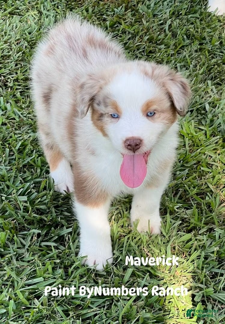 Australian Shepherd dogs Maverick. - Ad 12
