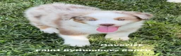 Australian Shepherd dogs for sale: Maverick. - Ad 1