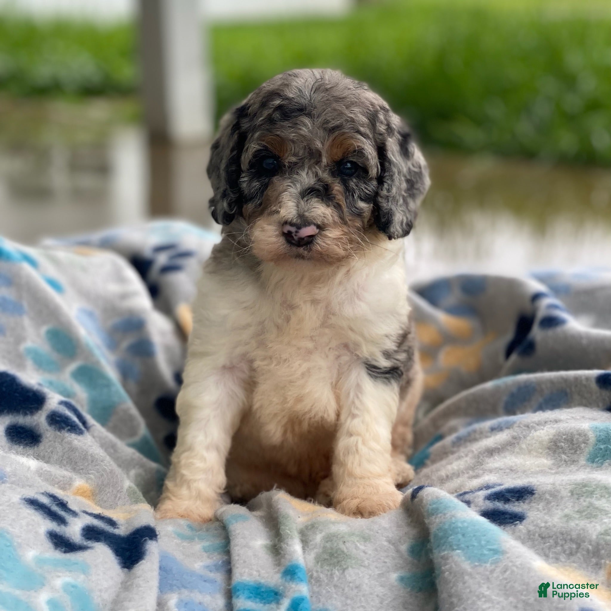 Standard Poodle dogs Storm - Ad 24