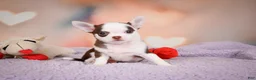 Chihuahua dogs for sale: JOLENE - Ad 8
