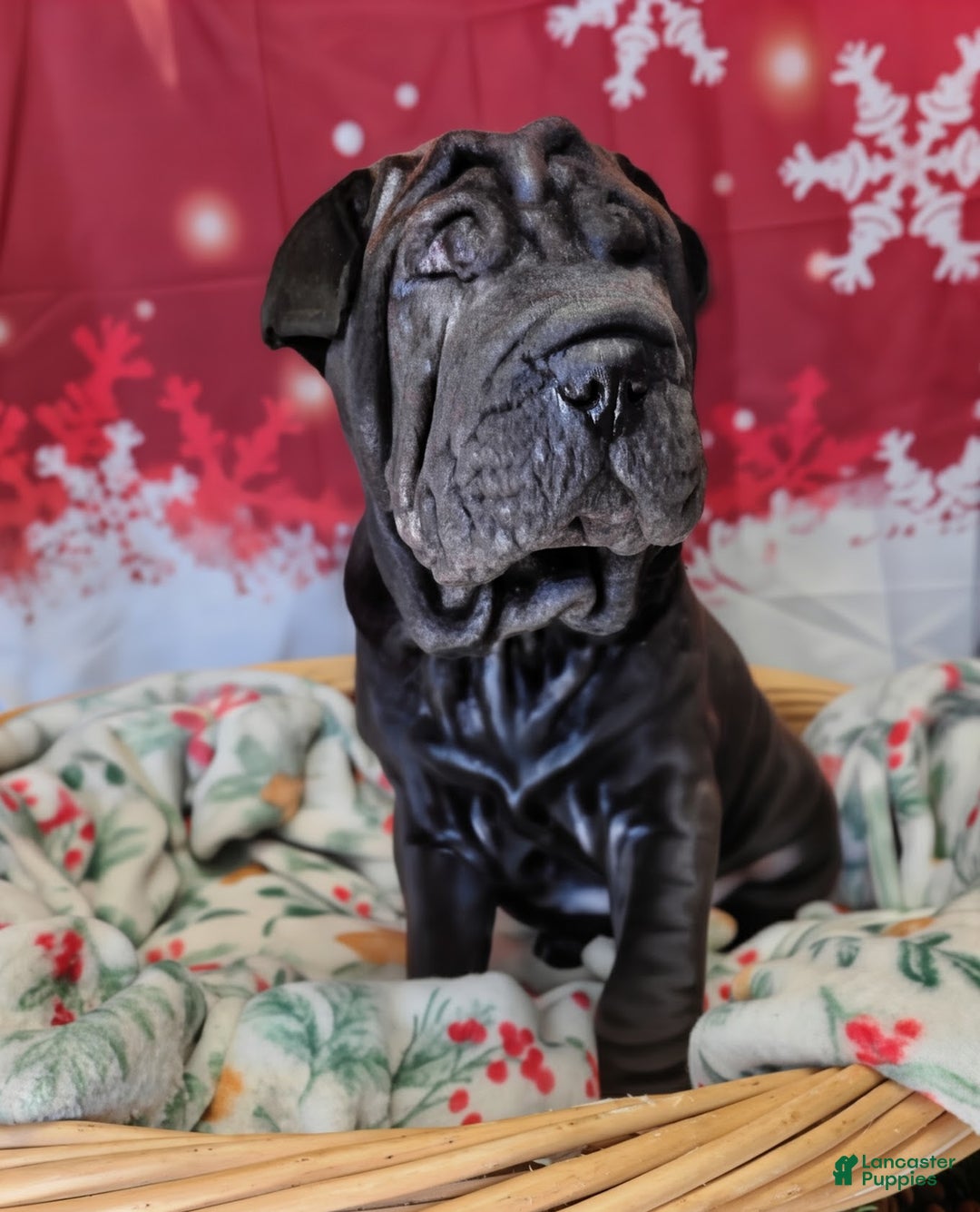 Mixed Breed dogs for sale: Mixed Breed Puppy 1 - Ad 2