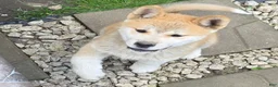 Akita dogs for sale: Akita Puppy 3 - Ad 6