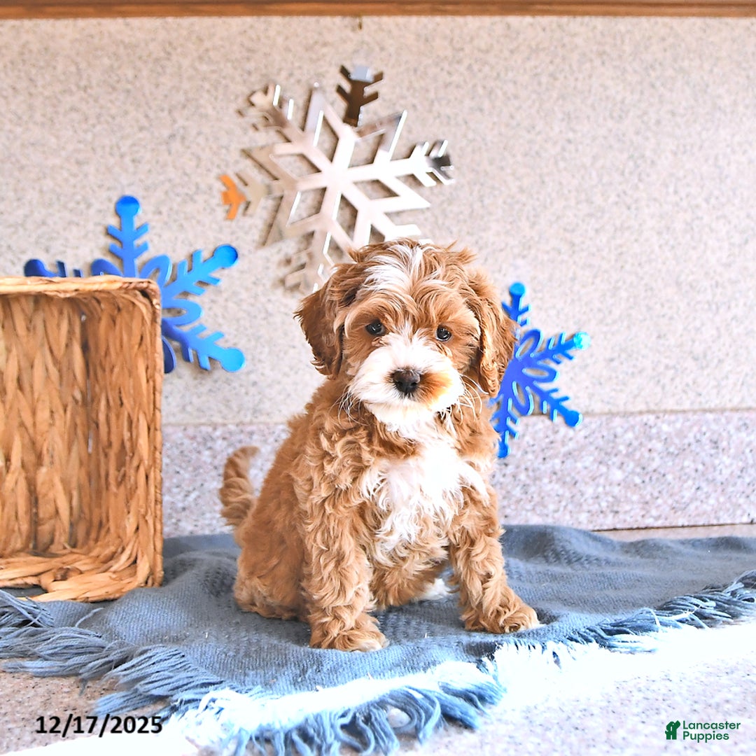 Cockapoo dogs for sale: Baby - Ad 2