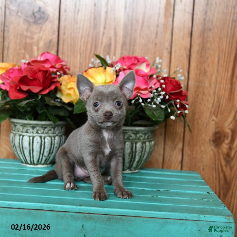 Chihuahua dogs Lucy - Ad 2