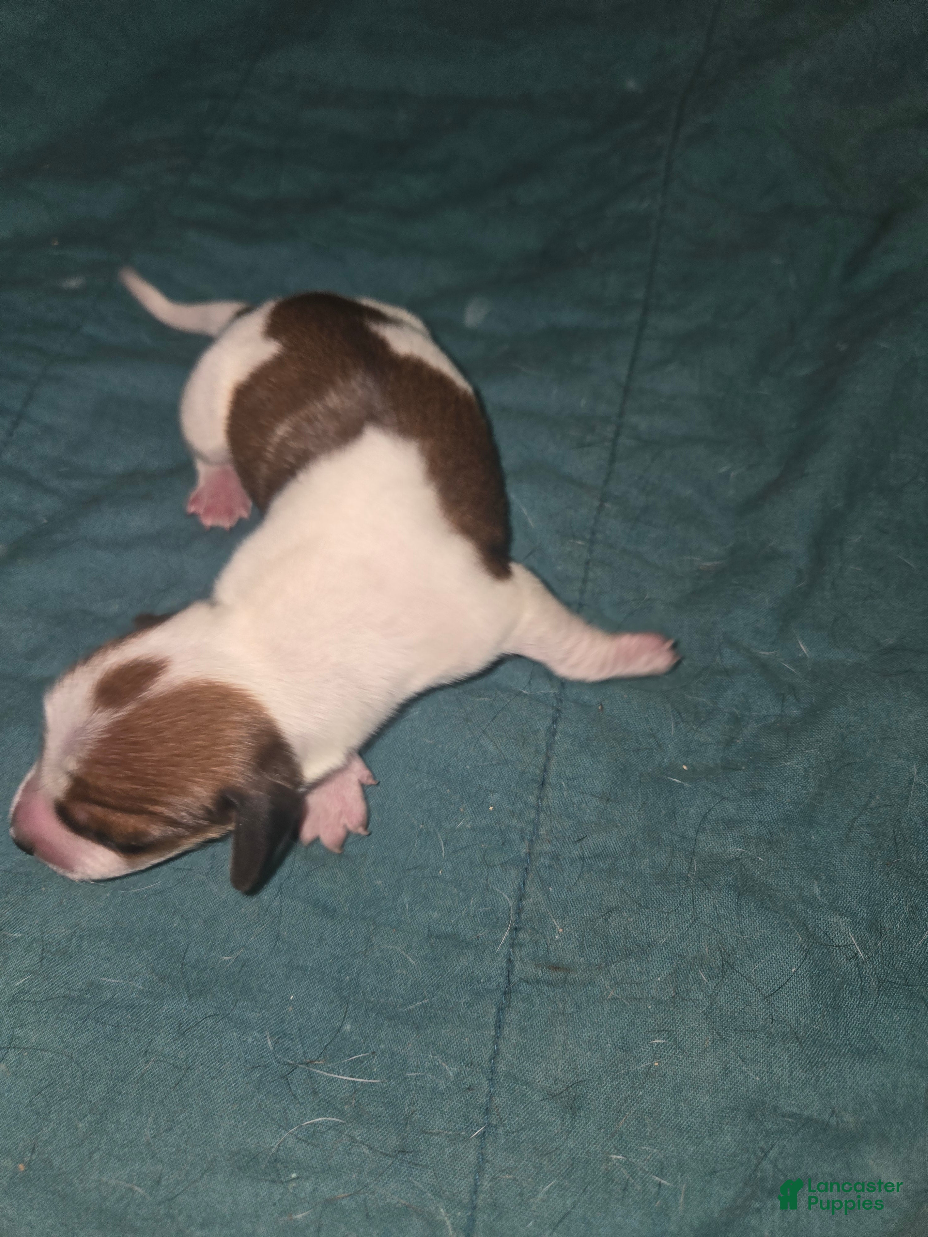 Dachshund dogs Dachshund Puppy 1 - Ad 5