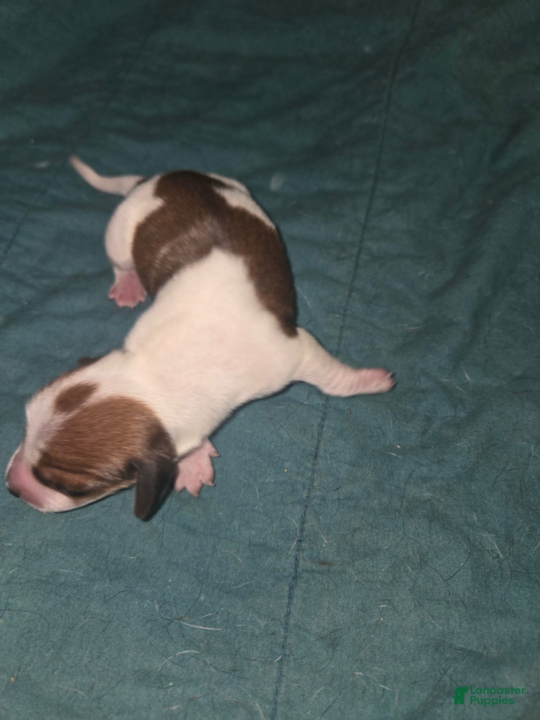 Dachshund dogs for sale: Dachshund Puppy 1 - Ad 1