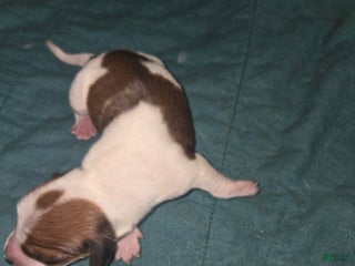 Dachshund dogs Dachshund Puppy 1 - Ad 4