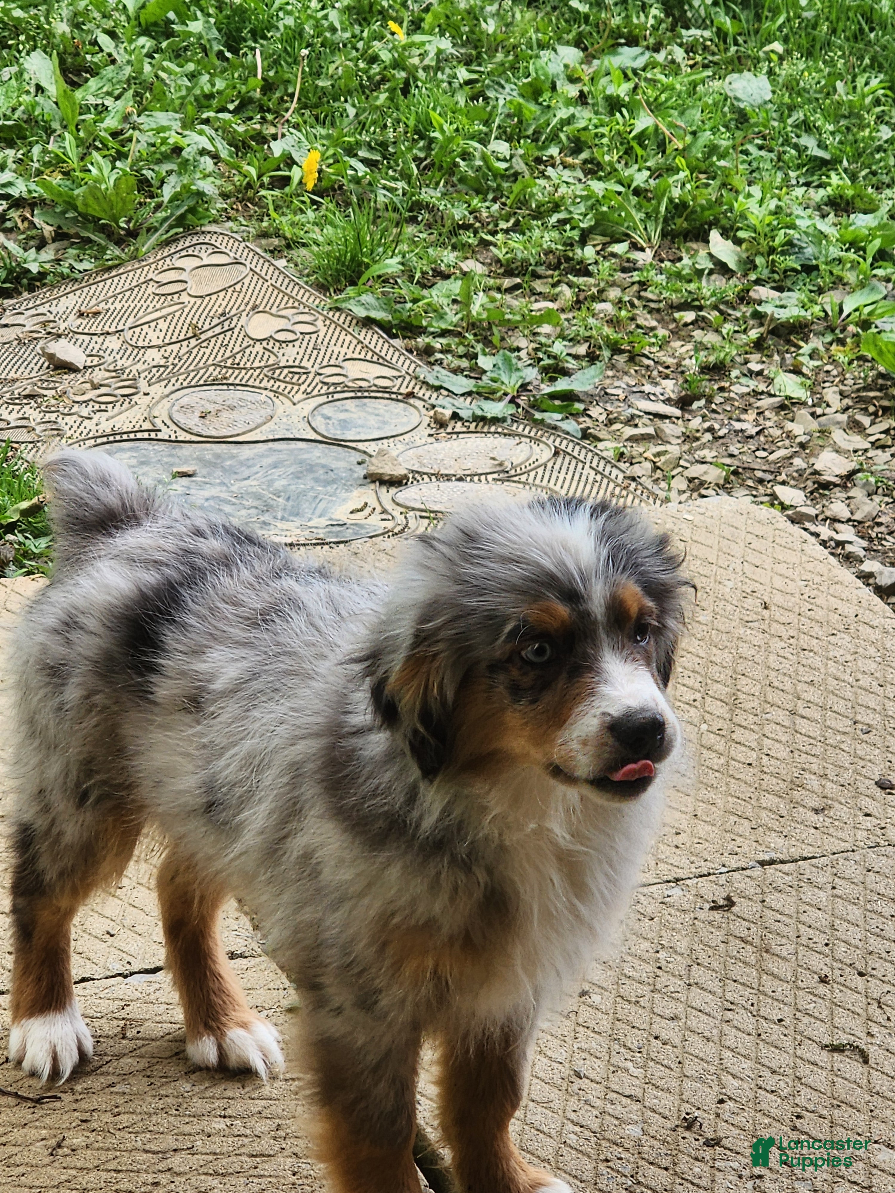 Miniature Australian Shepherd dogs Miniature Australian Shepherd Puppy 2 - Ad 12