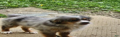 Miniature Australian Shepherd Puppy 2