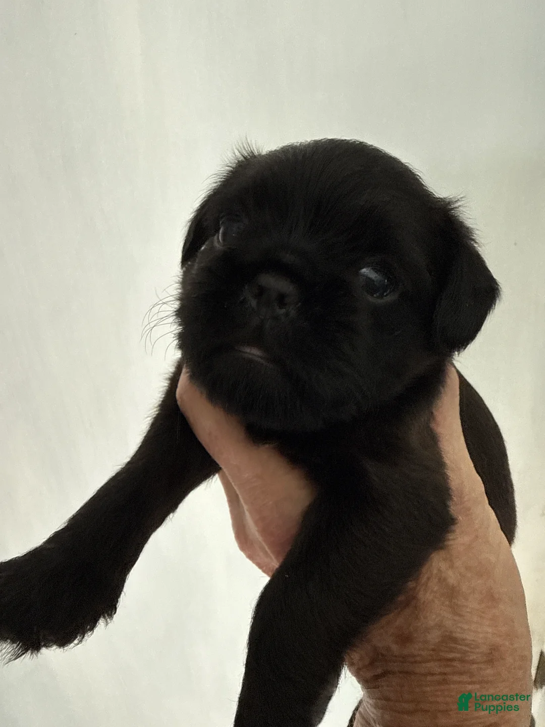 Brussels Griffon dogs for sale: Brussels Griffon 1 - Ad 2