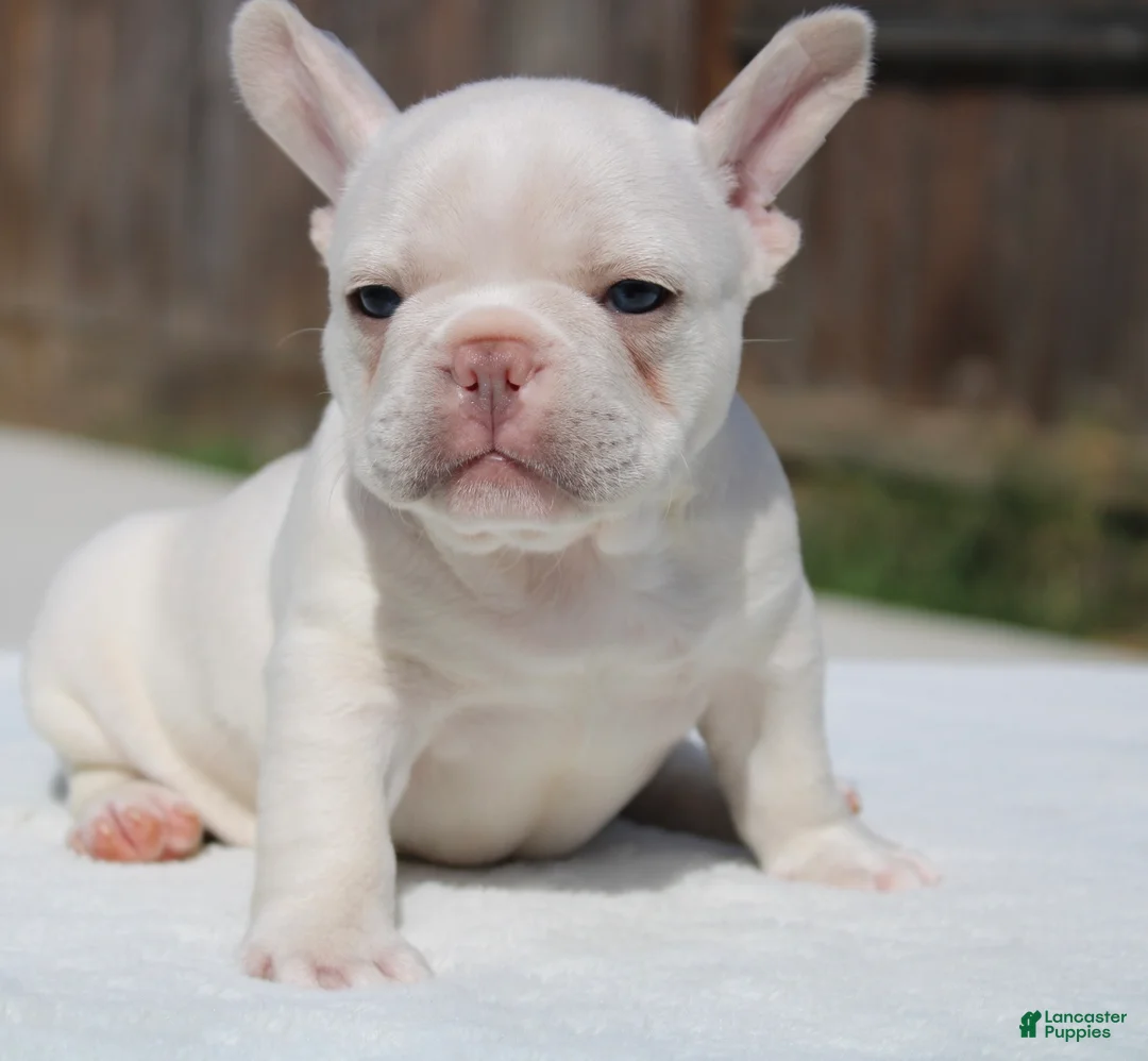 French Bulldog dogs for sale: French Bulldog Puppy 1 - Ad 2
