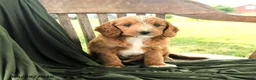 Goldendoodle dogs for sale: Brietta - Ad 5
