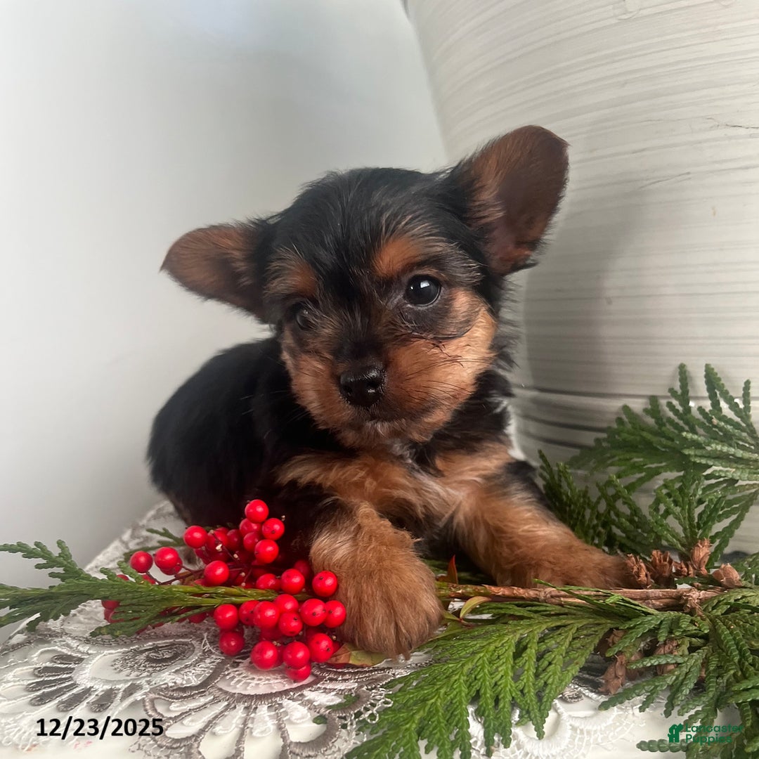 Yorkiepoo dogs for sale: Banjo - Ad 5