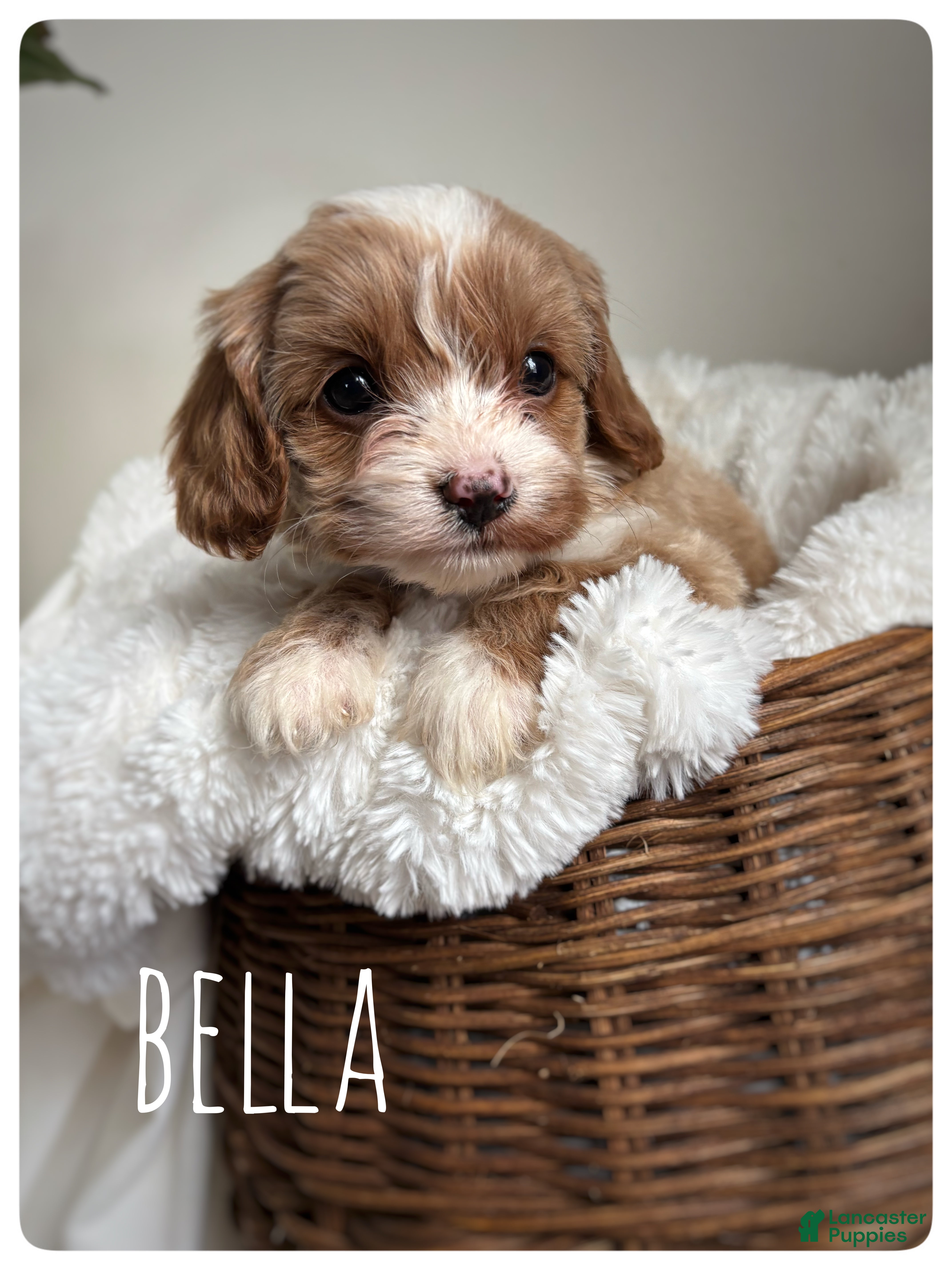 Cavapoo dogs for sale: Bella - Ad 3