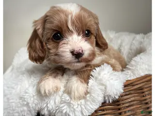 Cavapoo dogs for sale: Bella - Ad 3