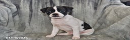 Mixed Breed dogs for sale: Lightning - Ad 3