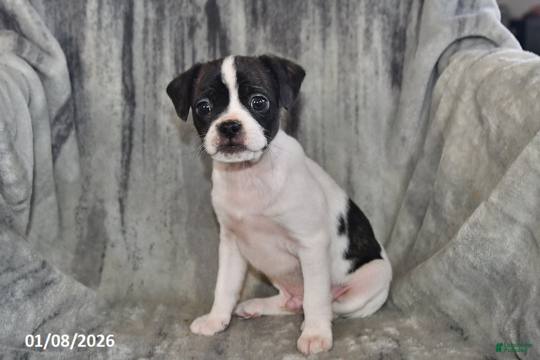 Mixed Breed dogs for sale: Lightning - Ad 3