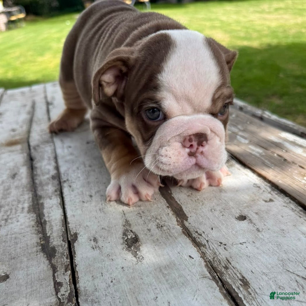 English Bulldog dogs Elvis - Ad 2