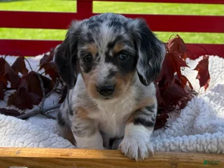 Miniature Dachshund