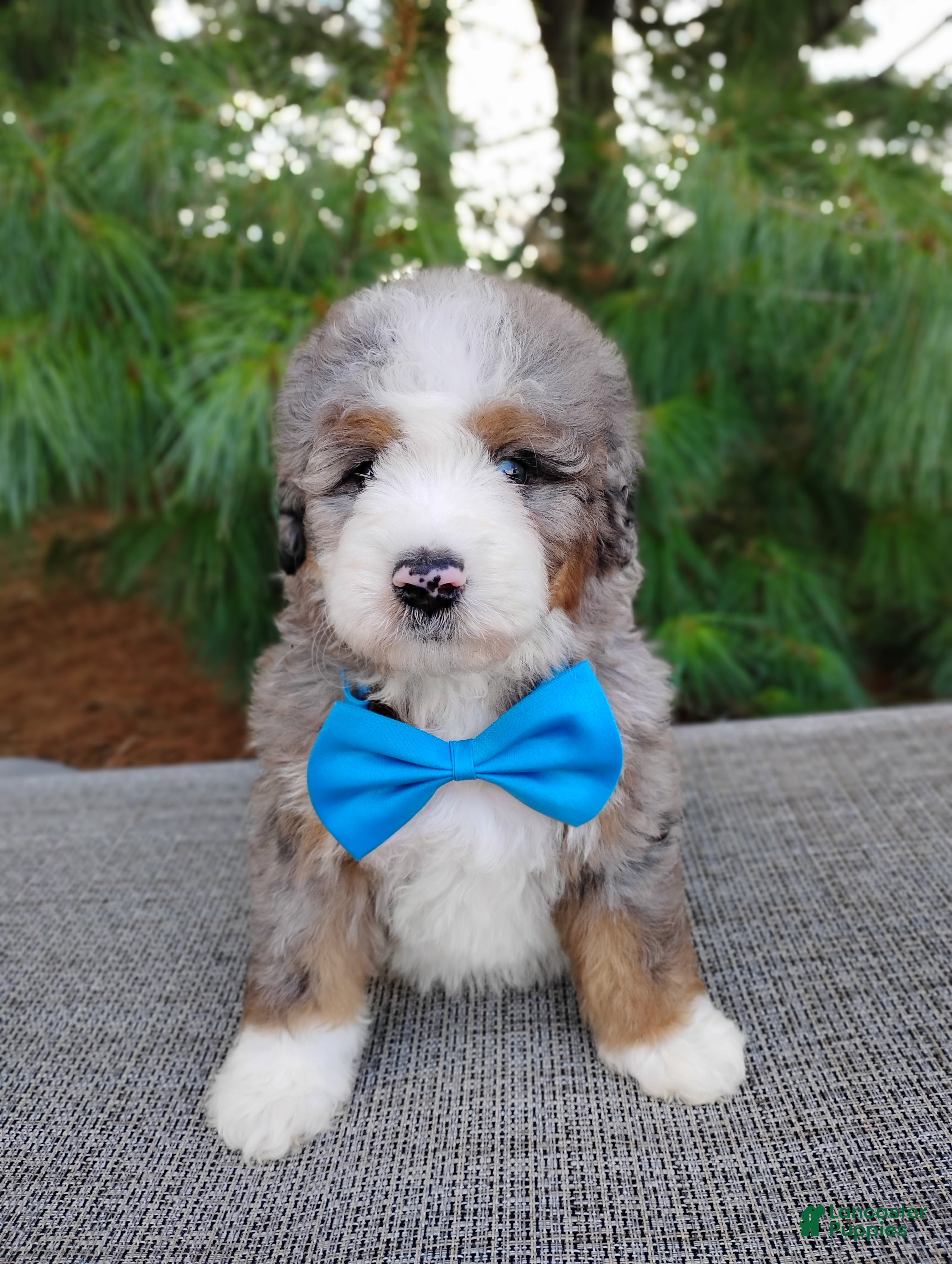 Bernedoodle dogs for sale: Graham - Ad 3